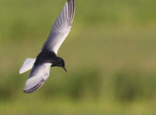 Guifette leucoptère