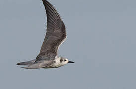 White-winged Tern