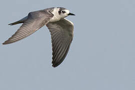 White-winged Tern