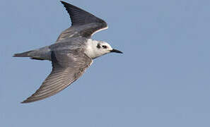 White-winged Tern