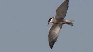 Whiskered Tern