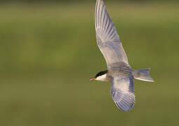 Whiskered Tern