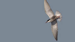 Whiskered Tern