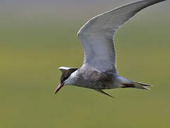 Whiskered Tern