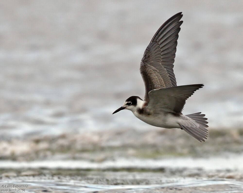 Black Tern