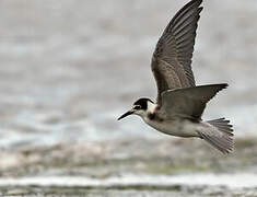 Black Tern