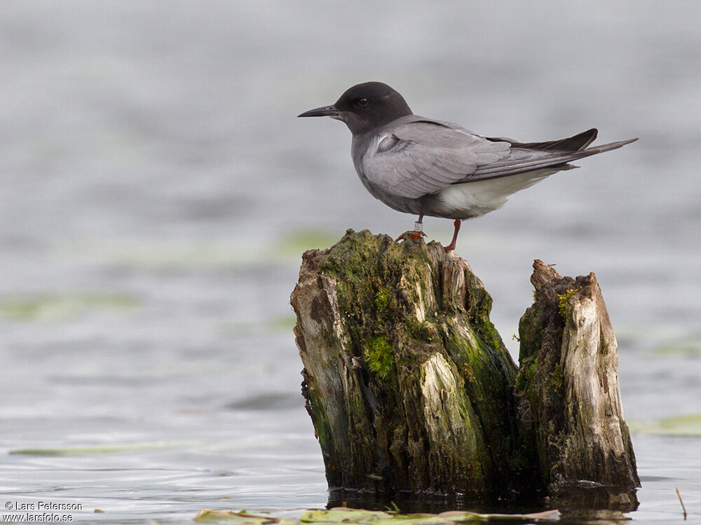 Black Tern