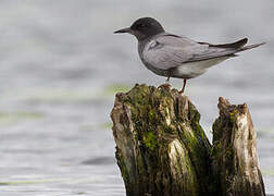 Black Tern