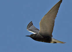 Black Tern