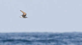 Black Tern