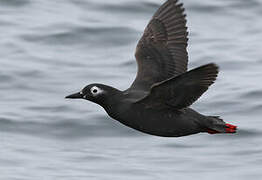 Spectacled Guillemot