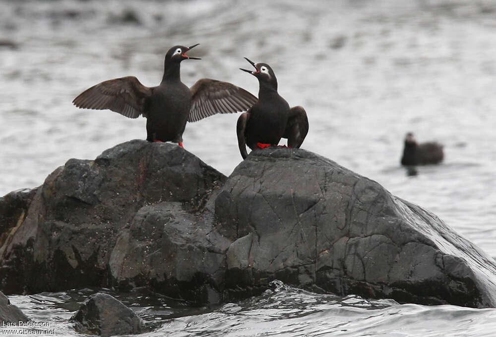 Spectacled Guillemotadult, Behaviour