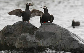 Spectacled Guillemot