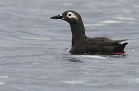 Spectacled Guillemot