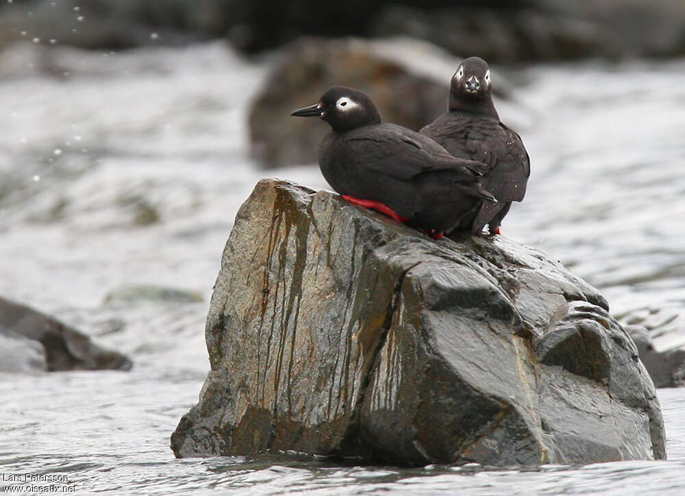 Guillemot à lunettesadulte