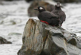 Guillemot à lunettes