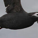 Guillemot à lunettes