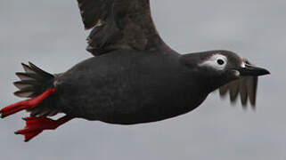 Spectacled Guillemot