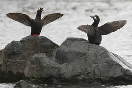 Spectacled Guillemot