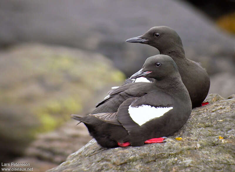 Guillemot à miroiradulte, pigmentation