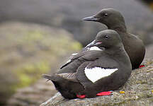 Guillemot à miroir