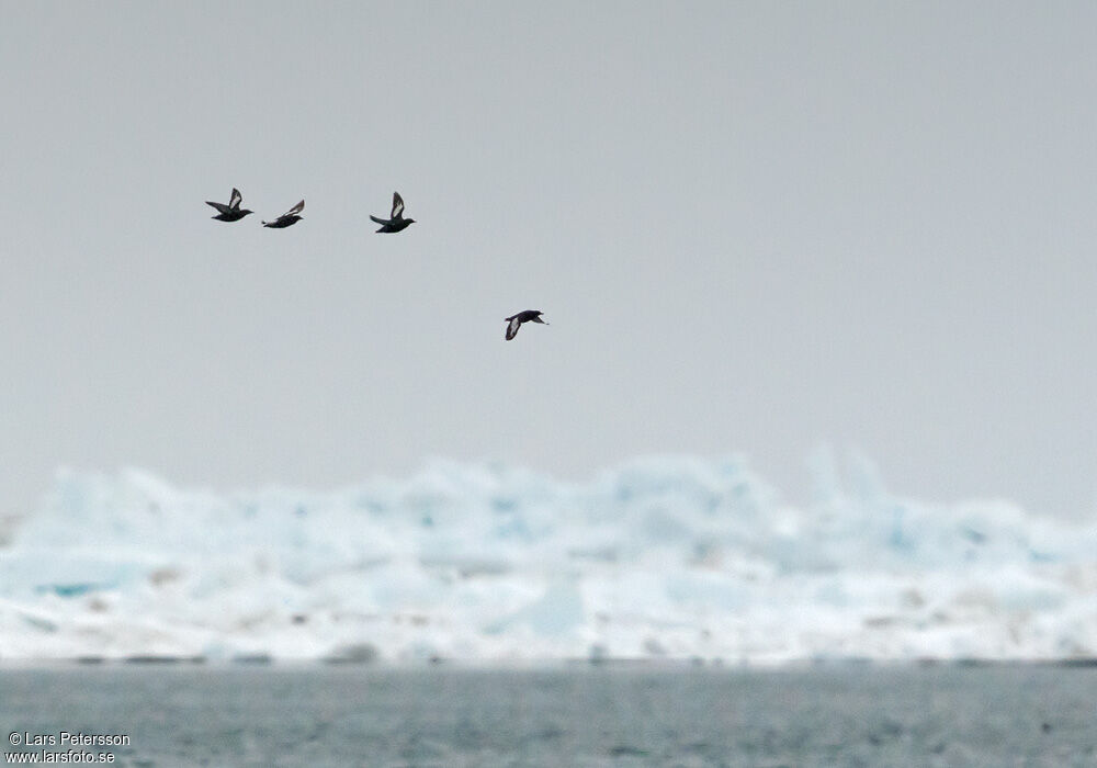 Guillemot à miroir