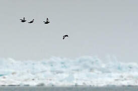 Black Guillemot