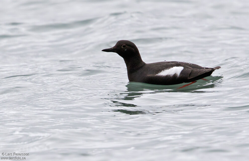 Pigeon Guillemot