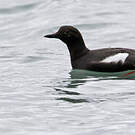 Guillemot colombin