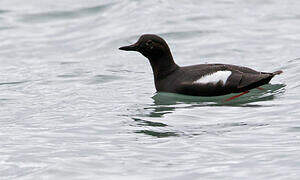 Pigeon Guillemot