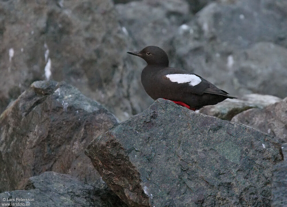 Guillemot colombin