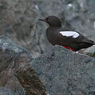 Guillemot colombin