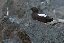 Guillemot colombin