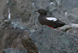 Pigeon Guillemot