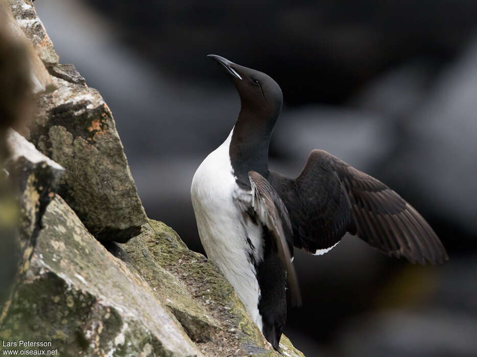 Guillemot de Brünnichadulte nuptial, pigmentation, Comportement