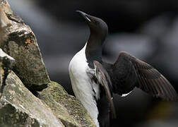 Guillemot de Brünnich