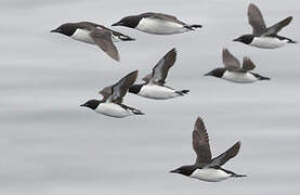 Thick-billed Murre