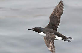 Guillemot de Brünnich