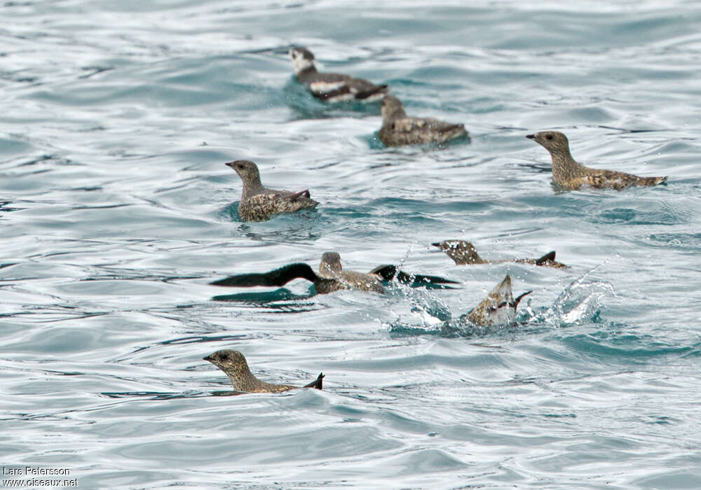 Guillemot de Kittlitzadulte, identification