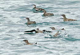 Kittlitz's Murrelet