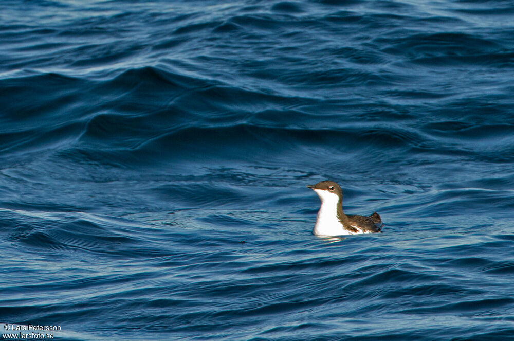 Scripps's Murrelet