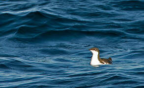 Scripps's Murrelet