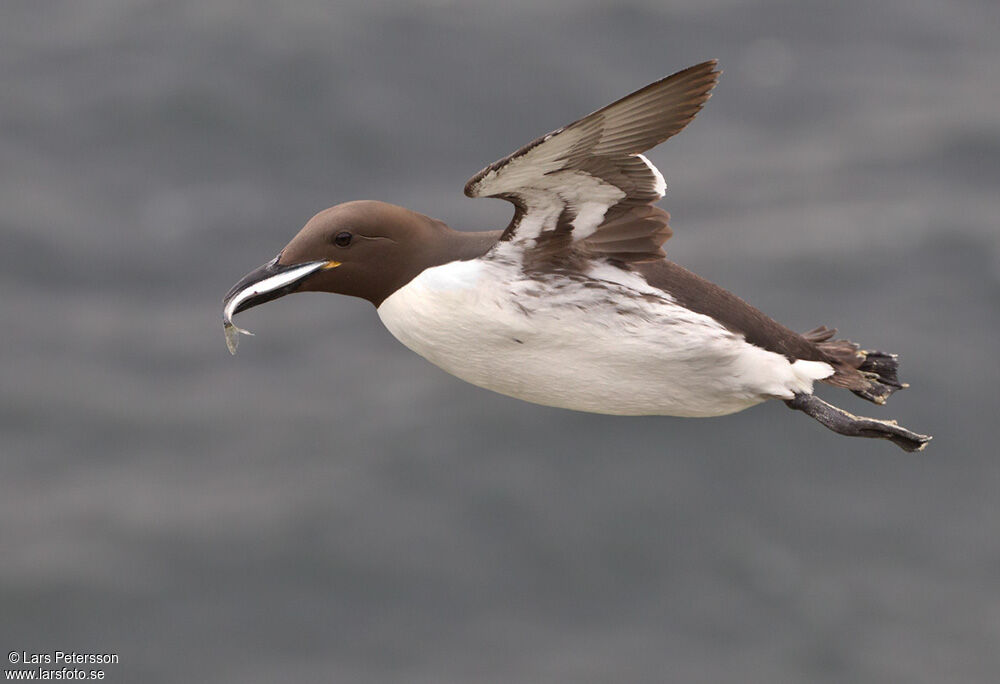 Guillemot de Troïl