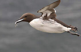 Common Murre