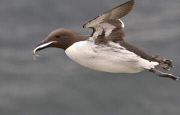 Guillemot de Troïl