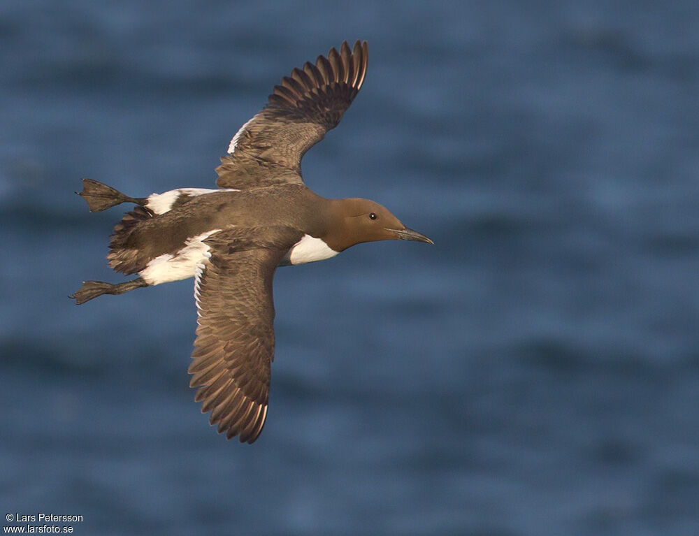 Guillemot de Troïl