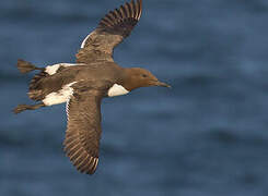 Common Murre