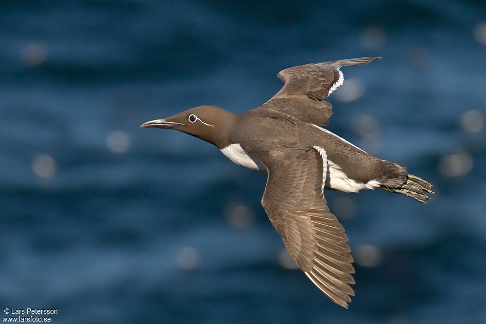 Common Murre