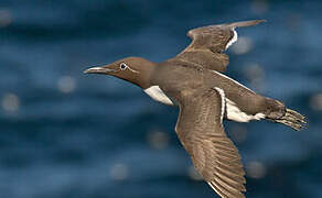 Common Murre