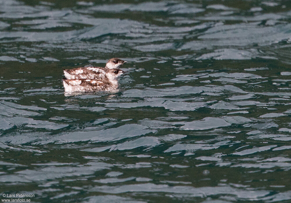 Guillemot marbré